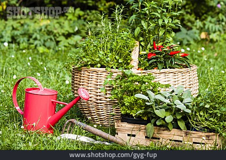 
                Kräuter, Gartenarbeit, Gartenkräuter                   