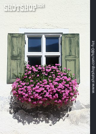 
                Fenster, Fensterladen, Blumenfenster                   