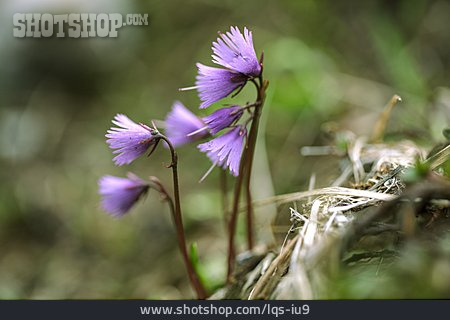 
                Alpenblume, Enzian, Enzianblüte                   
