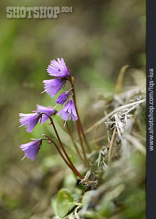 
                Alpenblume, Enzian                   