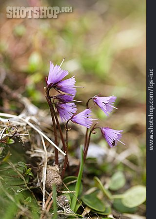 
                Alpenblume, Enzian                   