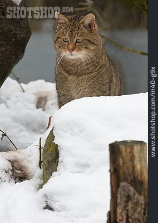 
                Wildcat, European Wildcat                   