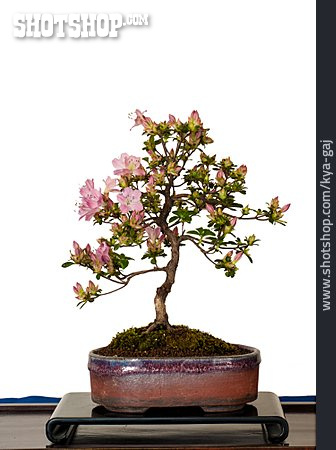 
                Azalee, Bonsaibaum, Blütenbonsai                   