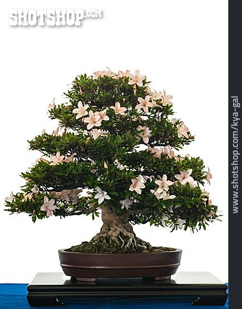 
                Azalea, Bonsai Tree, Blossom Bonsai                   