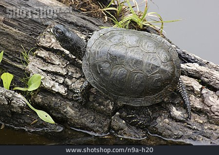 
                Schildkröte, Europäische Sumpfschildkröte                   