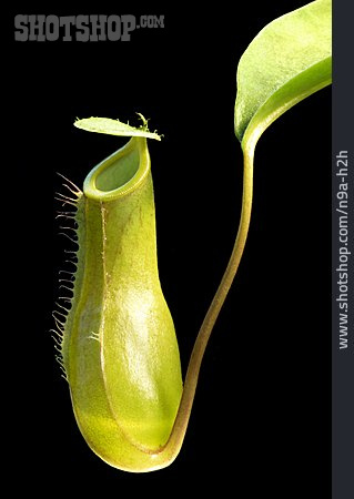 
                Kannenpflanze, Nepenthes, Fleischfressend                   