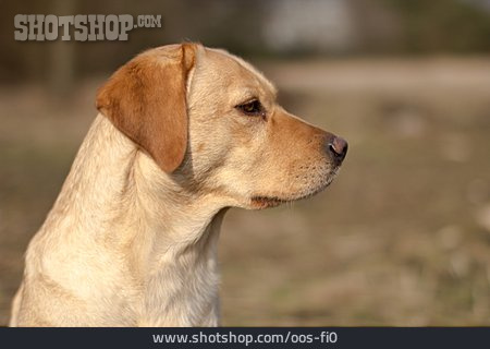 
                Labrador                   