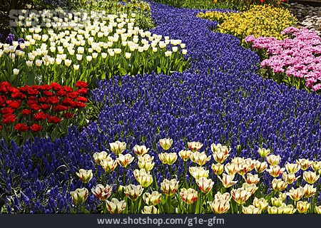 
                Traubenhyazinthe, Tulpen, Blumenbeet                   