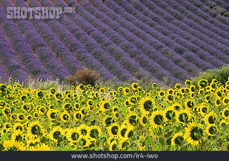 
                Sonnenblume, Lavendel, Provence, Lavendelfeld                   