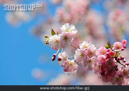 
                Kirschblüte, Kirschbaumblüte                   