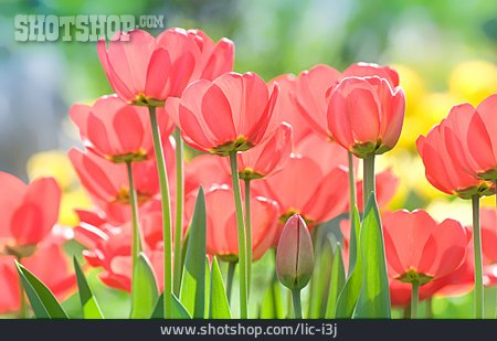 
                Tulpe, Gartenblume                   