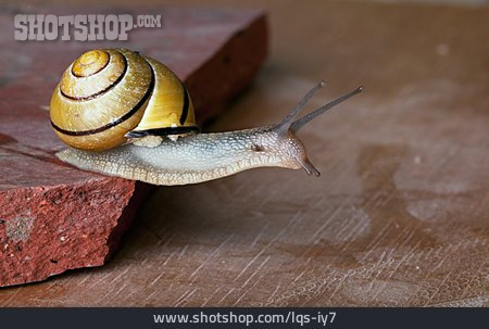 
                Schnecke, Schnirkelschnecke                   