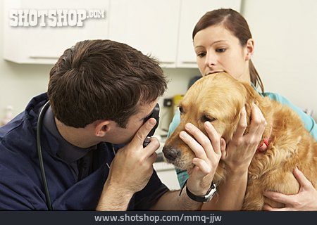 
                Untersuchung, Tierarztpraxis, Tierarzt                   