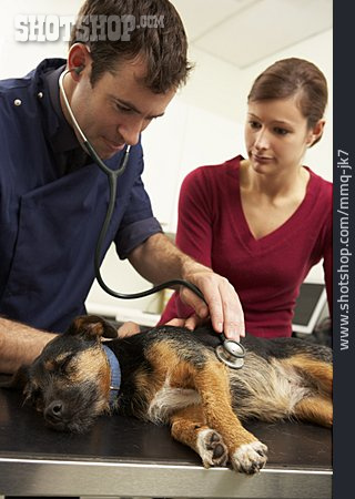 
                Untersuchung, Behandlung, Tierarzt                   