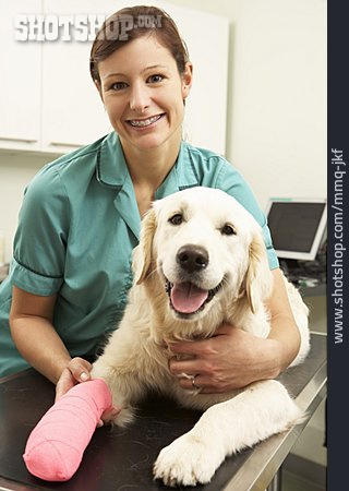 
                Hund, Verletzung, Tierärztin                   
