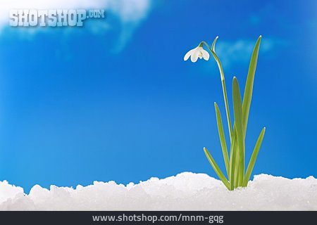 
                Wachstum, Frühlingserwachen, Schneeglöckchen                   