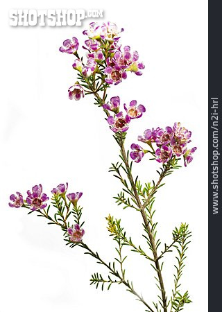 
                Blossom, Geraldton Wax                   