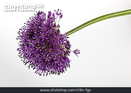 
                Blüte, Allium                   