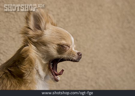 
                Gähnen, Chihuahua                   