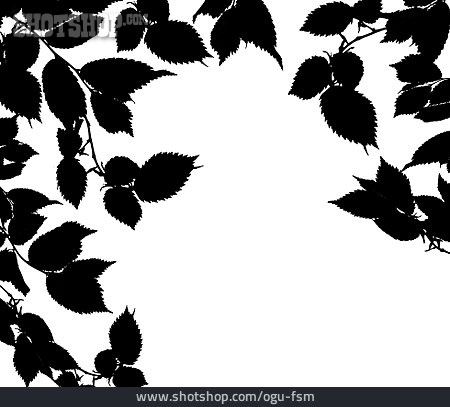 
                Blätter, Zweig                   