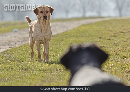 
                Hund, Konfrontation, Labrador Retriever                   