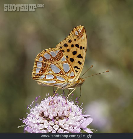 
                Schmetterling, Kleiner Perlmutterfalter                   