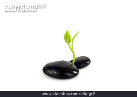 
                Pflanze, Kieselstein, Feng Shui                   