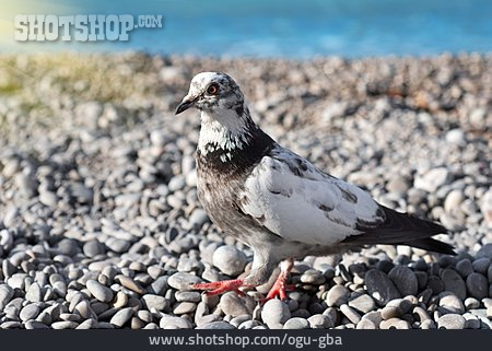 
                Dove, Pigeon                   