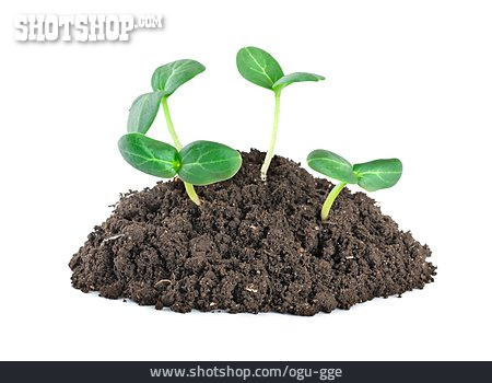 
                Pflanze, Wachstum, Setzling                   