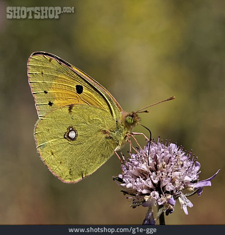 
                Schmetterling, Postillon                   