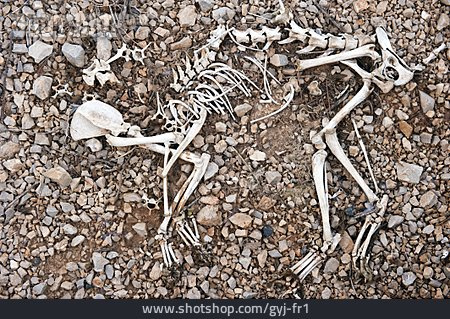 
                Totes Tier, Katze, Skelett                   