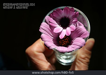 
                Blüte, Vase, Chrysantheme                   