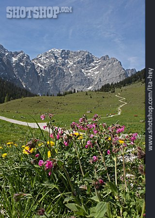 
                Tirol, Trollblume, Alpenpark Karwendel                   
