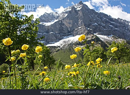 
                Hahnenfuß, Tirol, Alpenpark Karwendel                   