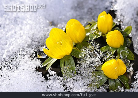 
                Blüte, Schnee, Winterling                   