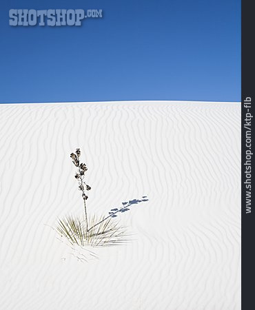 
                Wüste, White Sands, White Sands National Monument                   