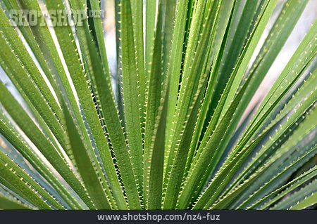 
                Aloe Vera, Pflanzenblatt                   