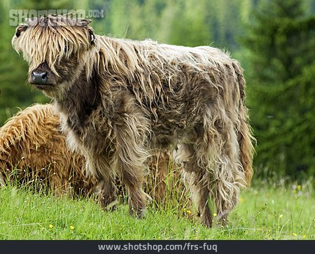 
                Rind, Schottisches Hochlandrind, Highland Cattle                   