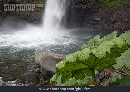 
                Wasserfall, Gunnera Insignis                   
