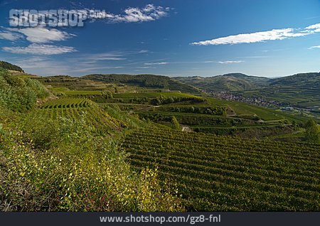
                Weinbau, Rheinebene                   