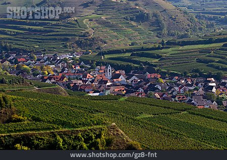 
                Weinbau, Rheinebene, Vogtsburg Im Kaiserstuhl                   