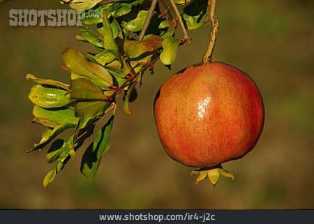 
                Obst, Granatapfel                   