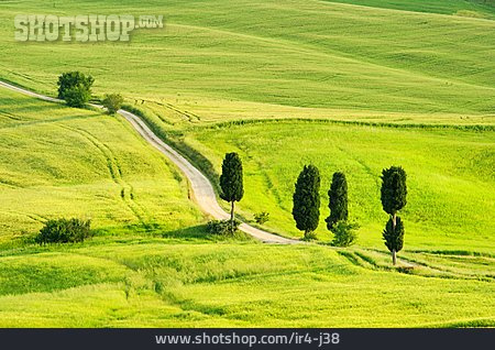 
                Hügellandschaft, Toskana, Zypresse                   