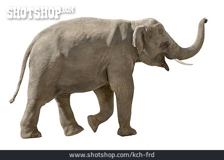 
                Elefant, Dickhäuter                   