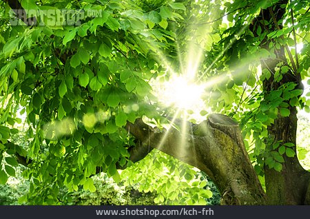 
                Sonnenlicht, Baum, Sonnenschein                   