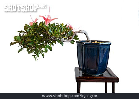 
                Azalee, Bonsaibaum, Blütenbonsai                   