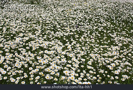 
                Blumenwiese, Margeriten                   