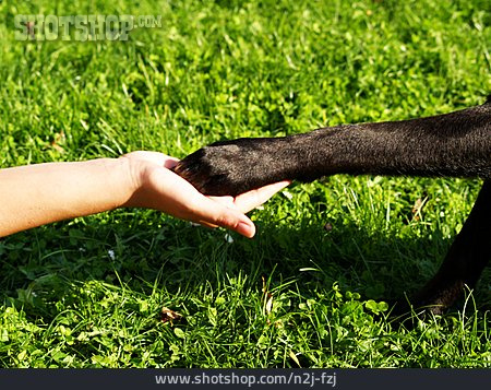 
                Freundschaft, Hund, Tierliebe, Pfote Geben                   