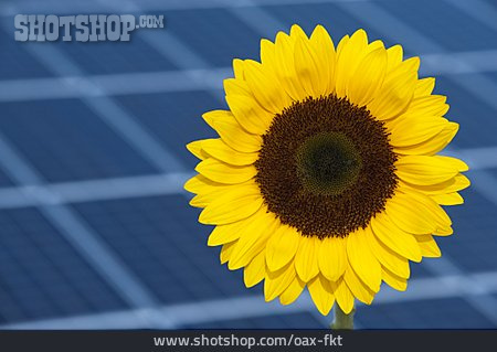 
                Sonnenblume, Solar, Solarzelle, Sonnenenergie                   