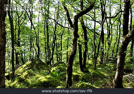 
                Wald, Norwegen, Mischwald                   